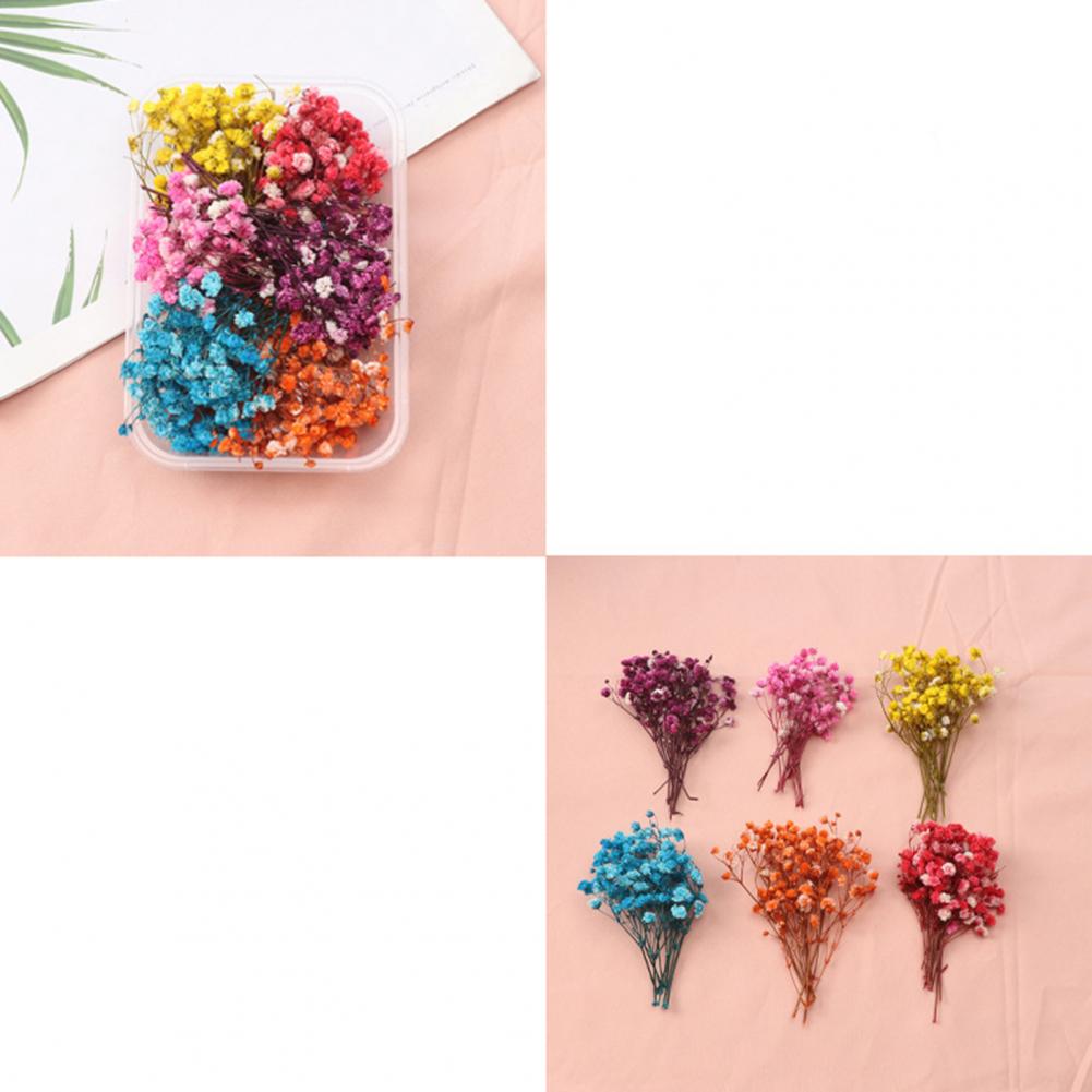 Dried Flower Bulk - Fiori naturali Kit di fiori secchi