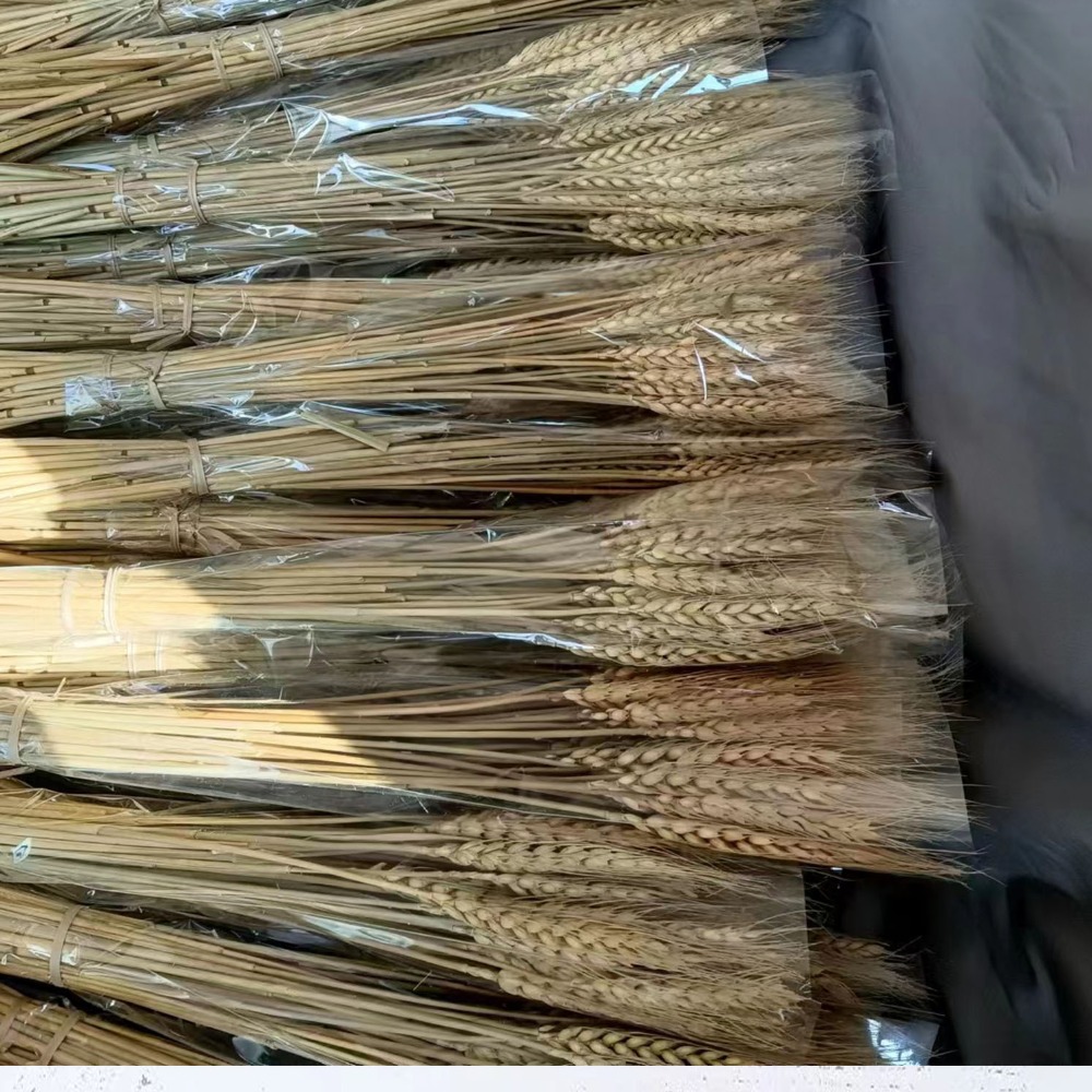 50 Pezzi di Steli di Grano Ess - Dried Flower Bulk recensione e prezzo