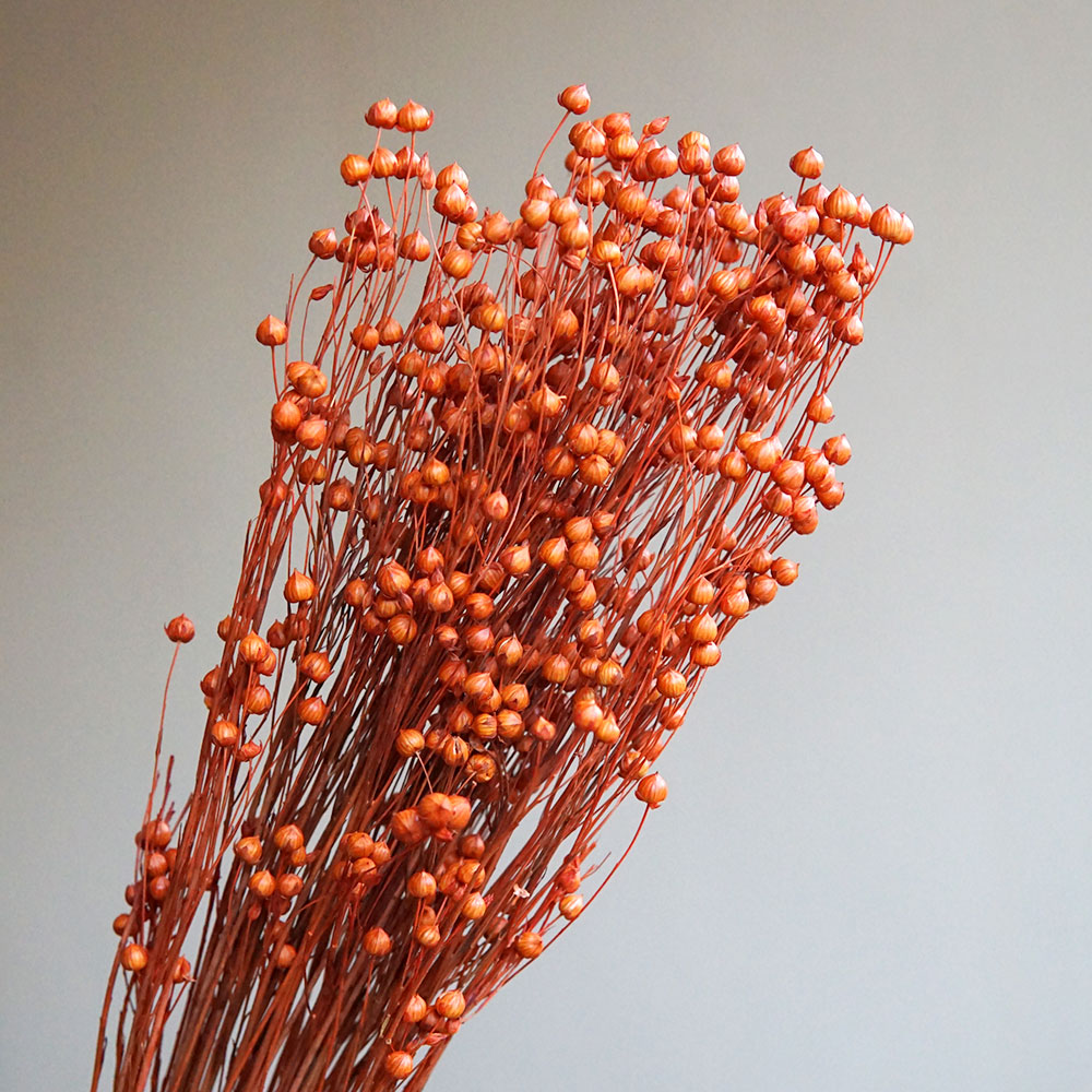 35g/Ormosia Hosiei conservato  - Dried Flower Bulk recensione e prezzo