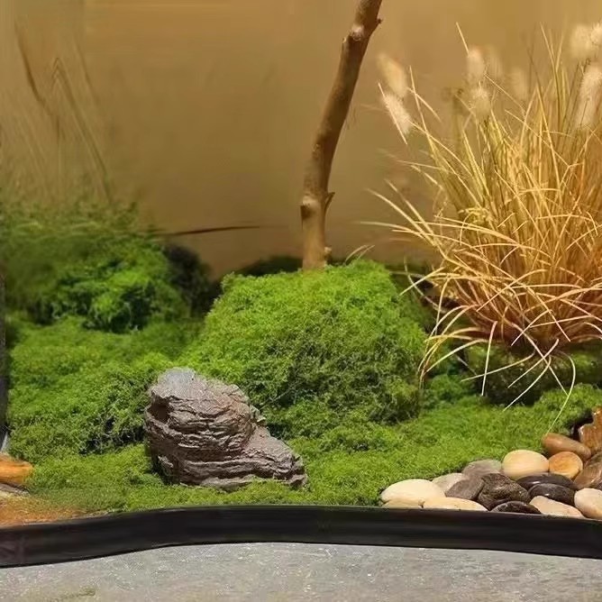 Muschio Eterno 200g per Artigi - Terrarium Moss Art recensione e prezzo