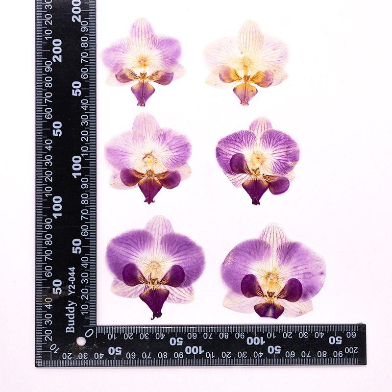 4 Pezzi Fiori di Orchidea Phal - Dried Flower Bulk recensione e prezzo