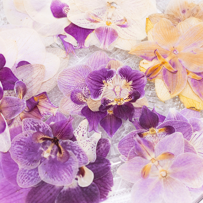 4 Pezzi Fiori di Orchidea Phal - Dried Flower Bulk recensione e prezzo