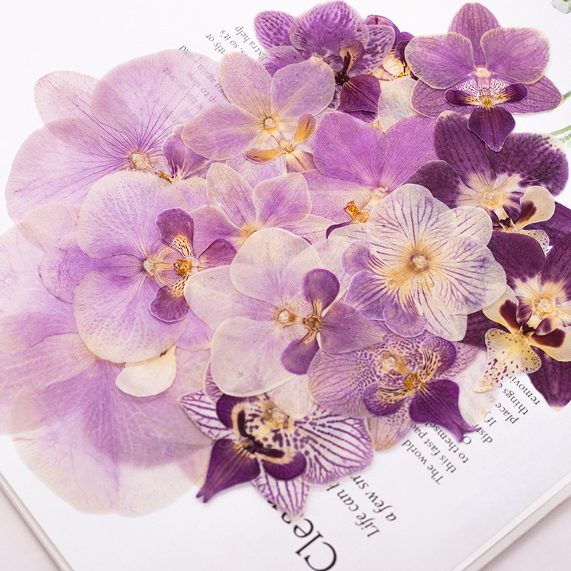 4 Pezzi Fiori di Orchidea Phal - Dried Flower Bulk recensione e prezzo