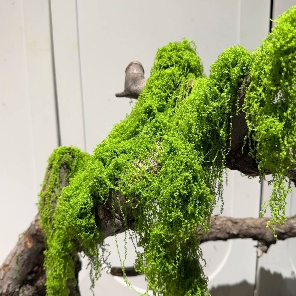 Piante di Muschio Artificiale  - Terrarium Moss Art recensione e prezzo